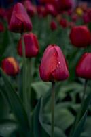 tulipas depois de a chuva dentro a Primavera jardim foto