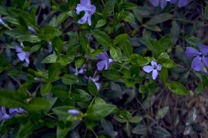 pervinca flores rastejante em a chão, textura, fundo foto