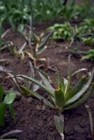 uma Panela do aloés é plantado dentro a terra Próximo para tulipas foto