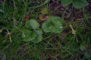 morango folhas com pingos de chuva, Smartphone fundo foto