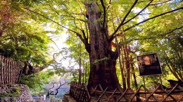 sagrado árvore em a aproximação para a santuário.oji santuário é uma santuário localizado dentro oji Honmachi, kita ala, Tóquio, Japão. foto