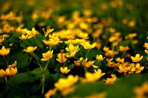 pântano malmequeres. amarelo flores dentro macro. foto