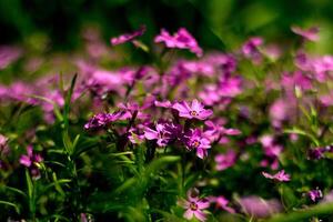 florescendo verbena dentro uma Primavera jardim. padronizar com pequeno Rosa verbena flores foto