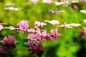 caído cereja flores dentro água. Rosa flores em uma verde fundo foto