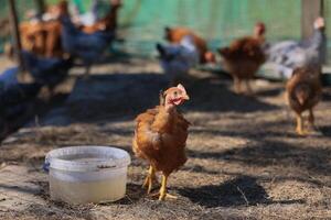 1 frango dentro a foto. livre alcance galinhas bicando dentro a grama, olhando para Comida em uma ensolarado dia. casa Fazenda. doméstico galinhas. verão dia em a Fazenda. retrato do uma frango. foto