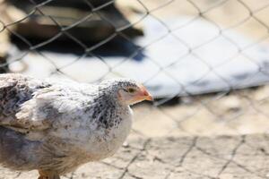 1 frango dentro a foto. livre alcance galinhas bicando dentro a grama, olhando para Comida em uma ensolarado dia. casa Fazenda. doméstico galinhas. verão dia em a Fazenda. retrato do uma frango. foto