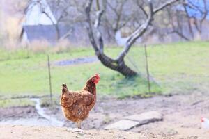 1 frango dentro a foto. livre alcance galinhas bicando dentro a grama, olhando para Comida em uma ensolarado dia. casa Fazenda. doméstico galinhas. verão dia em a Fazenda. retrato do uma frango. foto