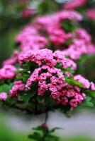 Rosa flores do Inglês espinheiro crataegus laevigata macro foto