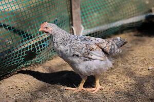 1 frango dentro a foto. livre alcance galinhas bicando dentro a grama, olhando para Comida em uma ensolarado dia. casa Fazenda. doméstico galinhas. verão dia em a Fazenda. retrato do uma frango. foto