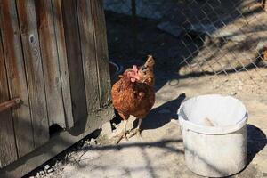 1 frango dentro a foto. livre alcance galinhas bicando dentro a grama, olhando para Comida em uma ensolarado dia. casa Fazenda. doméstico galinhas. verão dia em a Fazenda. retrato do uma frango. foto