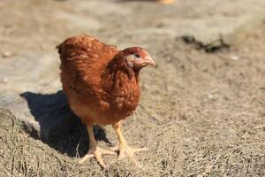 1 frango dentro a foto. livre alcance galinhas bicando dentro a grama, olhando para Comida em uma ensolarado dia. casa Fazenda. doméstico galinhas. verão dia em a Fazenda. retrato do uma frango. foto