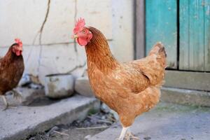 1 frango dentro a foto. livre alcance galinhas bicando dentro a grama, olhando para Comida em uma ensolarado dia. casa Fazenda. doméstico galinhas. verão dia em a Fazenda. retrato do uma frango. foto