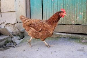 1 frango dentro a foto. livre alcance galinhas bicando dentro a grama, olhando para Comida em uma ensolarado dia. casa Fazenda. doméstico galinhas. verão dia em a Fazenda. retrato do uma frango. foto