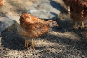 1 frango dentro a foto. livre alcance galinhas bicando dentro a grama, olhando para Comida em uma ensolarado dia. casa Fazenda. doméstico galinhas. verão dia em a Fazenda. retrato do uma frango. foto