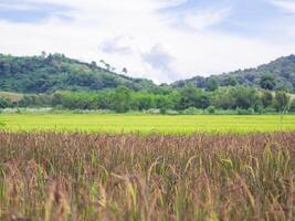 cênico Visão panorama do arroz campo com montanha fundo dentro norte Tailândia foto