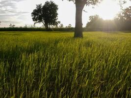 arroz campo dentro a manhã. foto