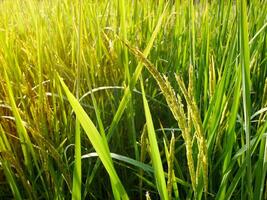 arroz campo dentro a manhã. foto