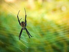 aranha em a fibra foto