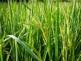 manhã nascer do sol em arroz Campos dentro tailândia, Ásia, lindo cores e natural luz dentro a céu. foto