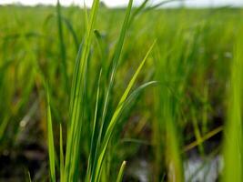 arroz campo dentro a manhã. foto