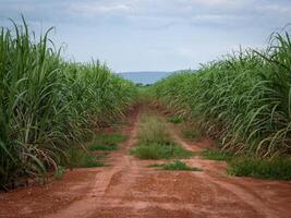 cana de açúcar plantações, o agricultura tropical plantar dentro tailândia, árvores crescer a partir de a terra em uma Fazenda dentro a colheita em uma sujeira estrada com brilhante céu foto