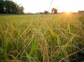 manhã arroz campo às nascer do sol foto