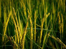 arroz campo dentro a manhã. foto