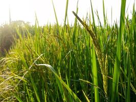 arroz campo dentro a manhã. foto