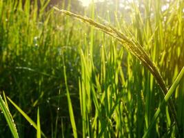 manhã nascer do sol em arroz Campos dentro tailândia, Ásia, lindo cores e natural luz dentro a céu. foto