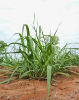 plantações de cana-de-açúcar, a planta tropical agrícola na tailândia foto