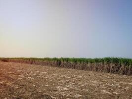 plantações de cana-de-açúcar, a planta tropical agrícola na tailândia. foto