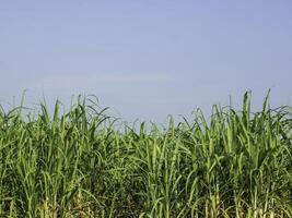 campo de cana-de-açúcar ao nascer do sol na tailândia foto