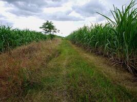 cana de açúcar plantações, o agricultura tropical plantar dentro tailândia, árvores crescer a partir de a terra em uma Fazenda dentro a colheita em uma sujeira estrada com brilhante céu foto