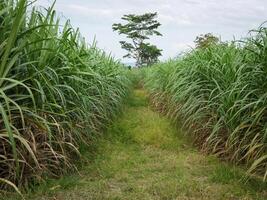 cana de açúcar plantações, o agricultura tropical plantar dentro tailândia, árvores crescer a partir de a terra em uma Fazenda dentro a colheita em uma sujeira estrada com brilhante céu foto