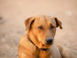 fechar acima de, vermelho masculino cachorro foto