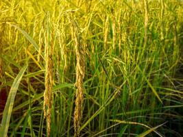 campo de arroz ao pôr do sol. foto