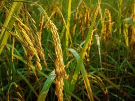 campo de arroz ao pôr do sol. foto