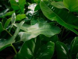 verde folhas, a tropical floresta fundo. foto