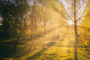 pôr do sol ou nascer do sol dentro uma Primavera bétula floresta com brilhante jovem folhagem brilhando dentro a raios do a Sol. vintage filme estética. foto