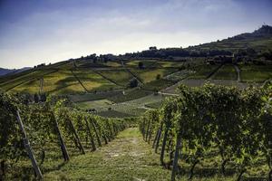 vinhas no langhe piemontês no outono durante a colheita da uva foto