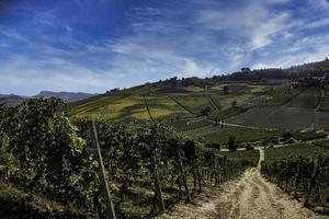 vinhas de uva no langhe de Piemonte no outono durante a época da colheita foto
