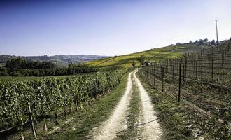 vinhas no langhe piemontês no outono durante a colheita da uva foto