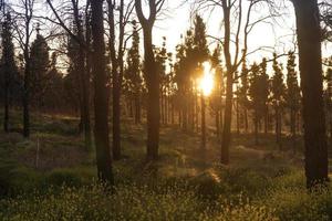 pôr do sol no pinhal em gran canaria foto