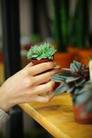 pessoa segurando pequeno em vaso plantar em mesa foto