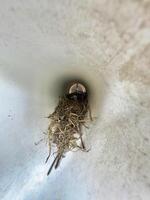 pássaro ninho encontrado dentro uma Pia foto