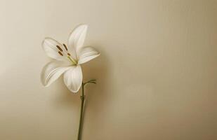 solteiro branco flor em mesa foto