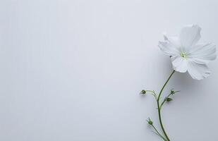 uma solteiro branco flor em uma branco fundo foto