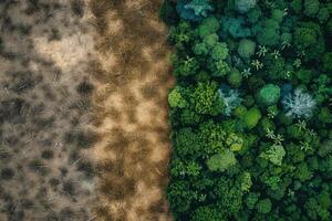 contraste entre exuberante floresta e estéril terreno foto