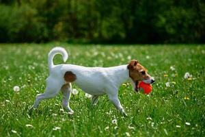 ativo cachorro jogando com brinquedo bola em verde grama. animal caminhando dentro parque foto