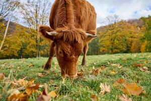 Castanho vaca pastar em campo com verde Relva foto